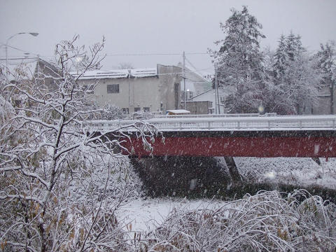 雪が降ったよ_e0160787_84139.jpg