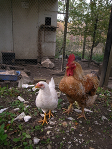 鶏小屋リフォーム計画_f0106597_22433294.jpg