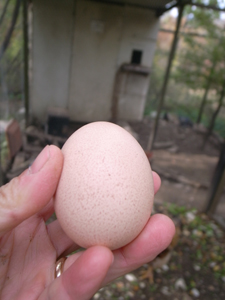 鶏小屋リフォーム計画_f0106597_22444015.jpg