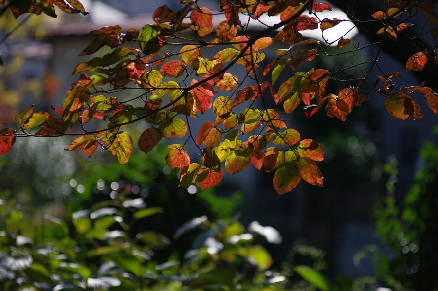 c0187503_22152937.jpg