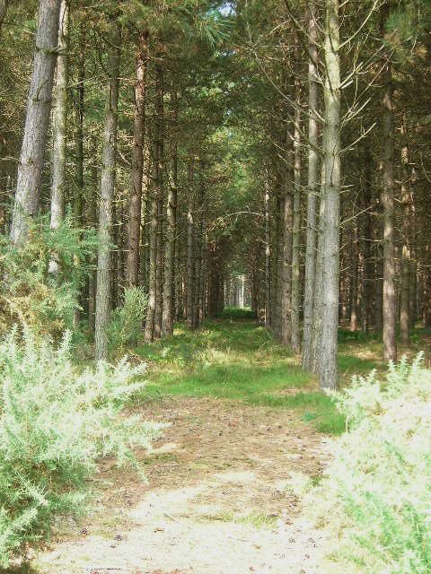 e0160905_740425.jpg