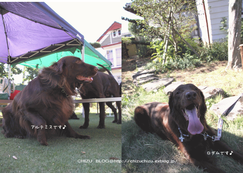 c0017311_1810234.gif