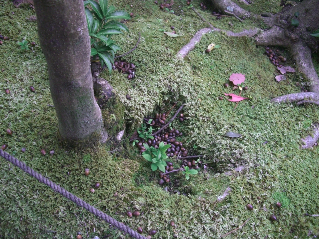 d0007913_11201516.jpg