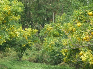 e0149313_01261.jpg
