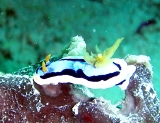薮+鼠+塩+蜃気楼_a0043520_231175.jpg