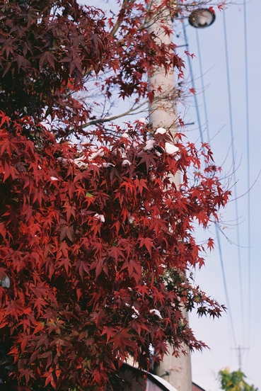 c0144427_1631643.jpg