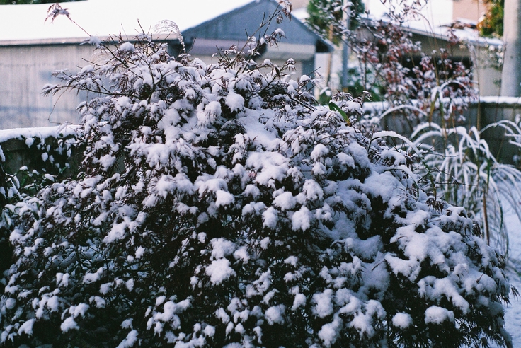 初雪_c0144427_1674116.jpg