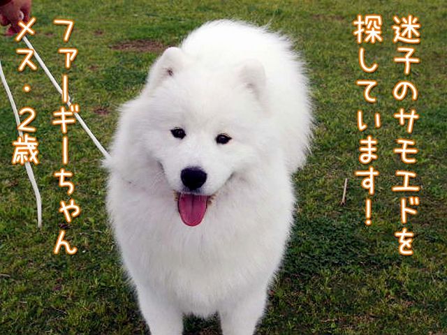 サモエド 緊急！迷子のサモエドを捜しています : サモエド クローカのお気楽日記