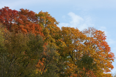014 Ernest Thompson Seton Park ~紅葉がピーク~_c0211532_10455597.jpg