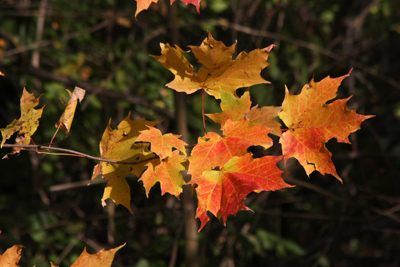 014 Ernest Thompson Seton Park ~紅葉がピーク~_c0211532_10462550.jpg