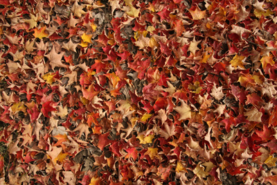 014 Ernest Thompson Seton Park ~紅葉がピーク~_c0211532_1047564.jpg