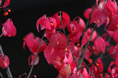 014 Ernest Thompson Seton Park ~紅葉がピーク~_c0211532_10484725.jpg
