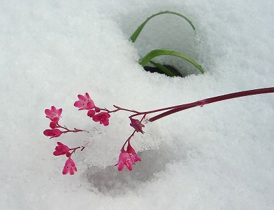 雪の中で咲く花_f0205733_1828582.jpg