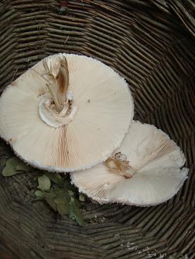 e0120938_413386.jpg