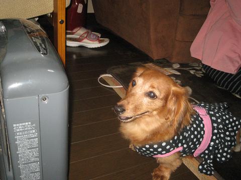 c0206342_1331337.jpg