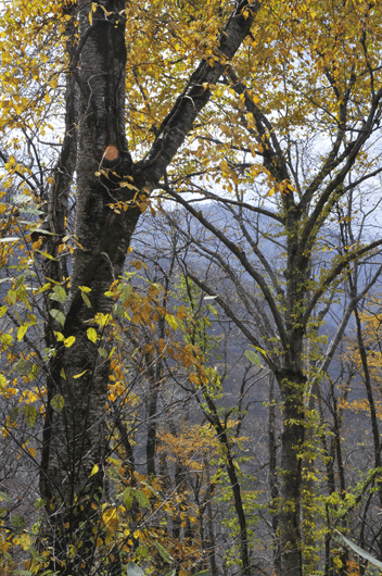 c0093046_903013.gif
