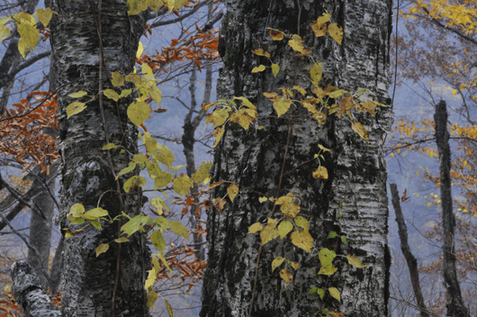 c0093046_904524.gif