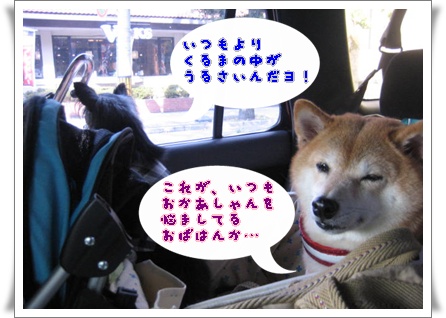 ご対面は突然に_c0049950_14233524.jpg