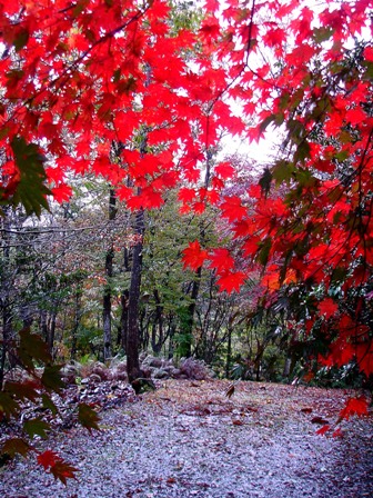 奥山は、初雪と紅葉_d0005250_202481.jpg