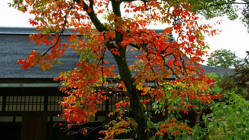 京のもみじ路２００９ （京都御所 平成21年度秋季特別公開 ）（2009年11月04日)_c0119555_215323.jpg