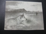 犬の日 \'09_f0053757_439136.jpg