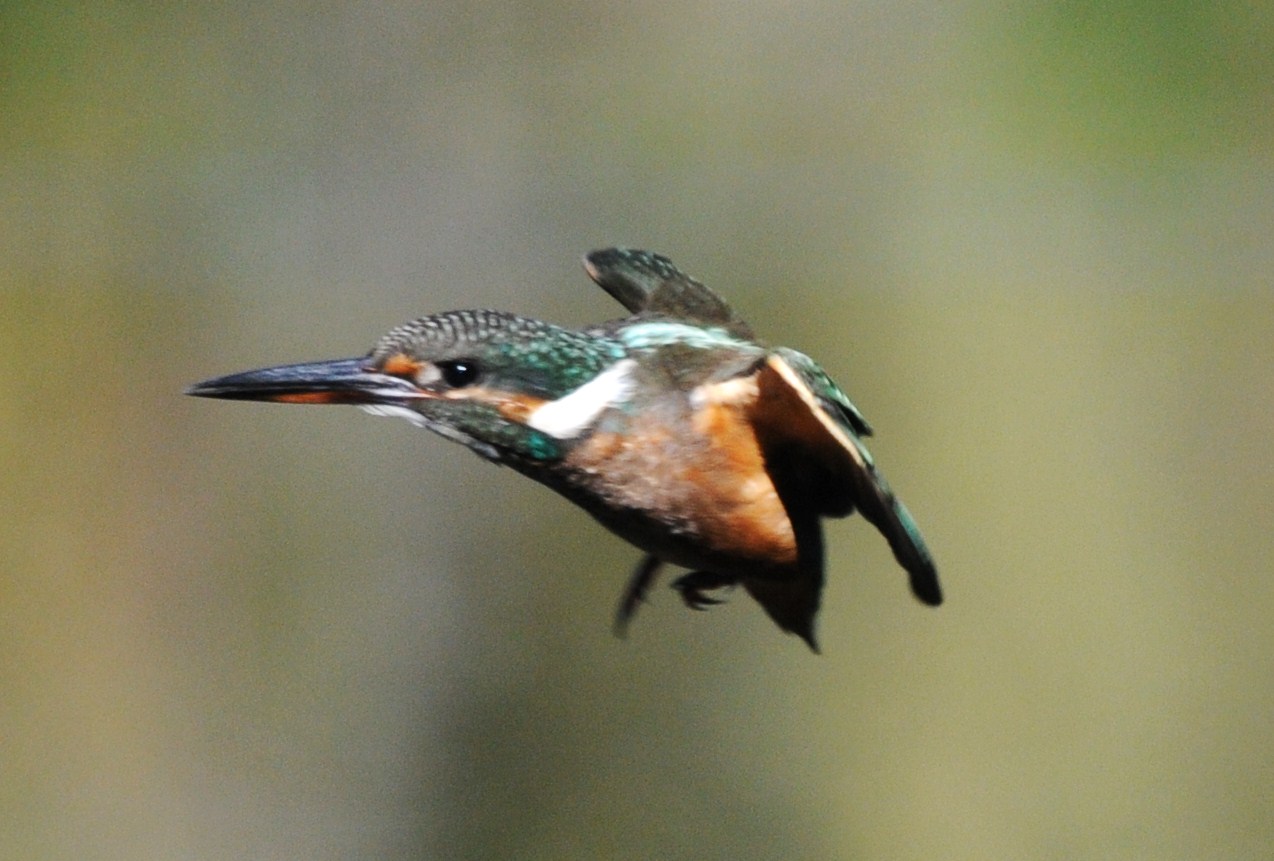 飛び物綺麗な鳥ではないです トリ撮る花撮る