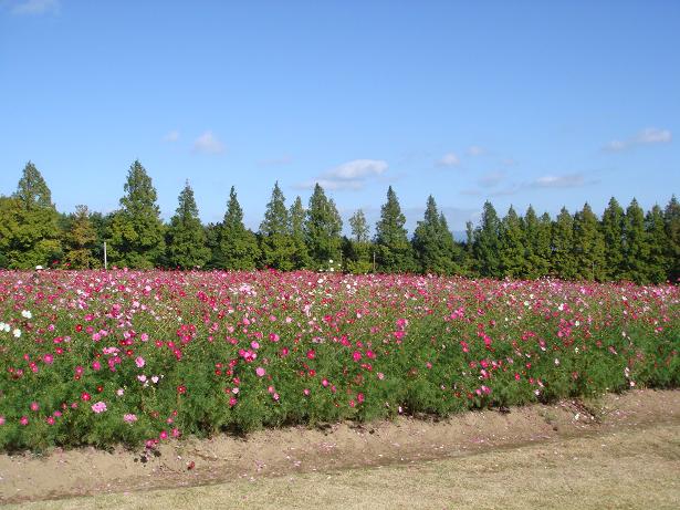 c0148762_5584492.jpg
