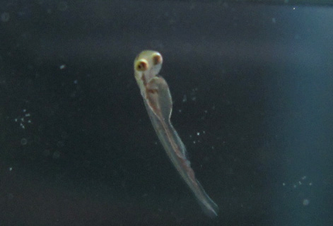 金魚 卵 4日目 孵化1日目 ちゃきんさんの今日も金魚日和 金魚 卵 4日目 孵化1日目 ちゃきんさんの今日も金魚日和