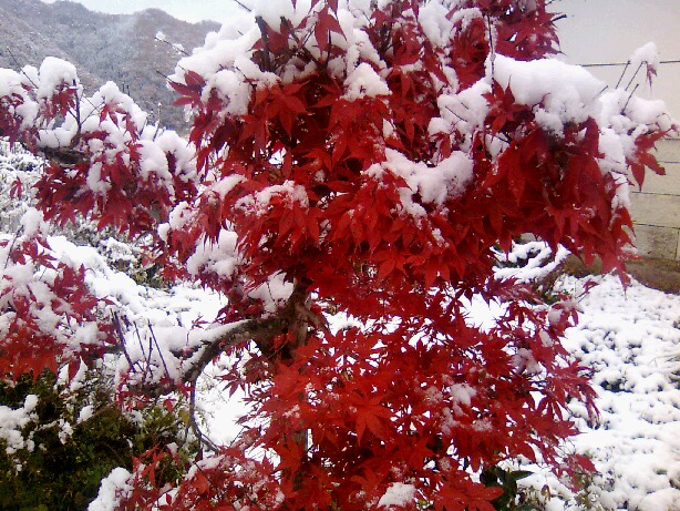 南会津町：永田の１１月の雪化粧_c0120469_18425767.jpg