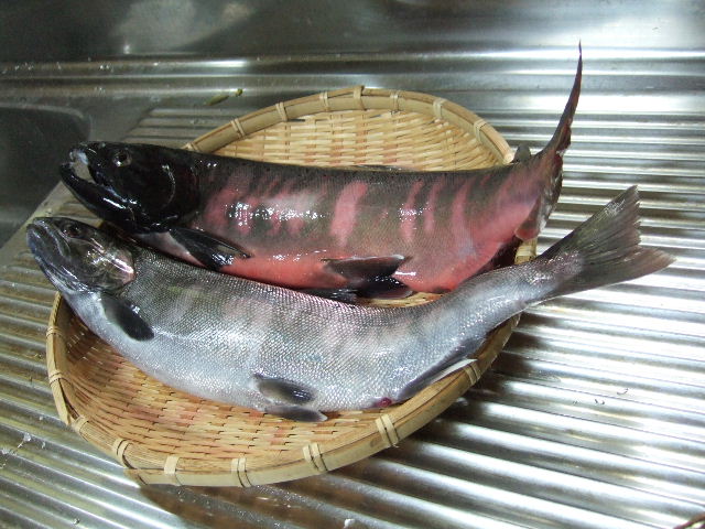 アメノウオと ます飯 2009 11 3 川裾の季節便り アメノウオと ます飯 2009 11 3 川裾の季節便り