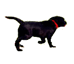 b0136683_12374614.gif