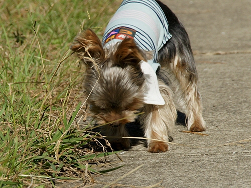 e0156083_1544065.jpg