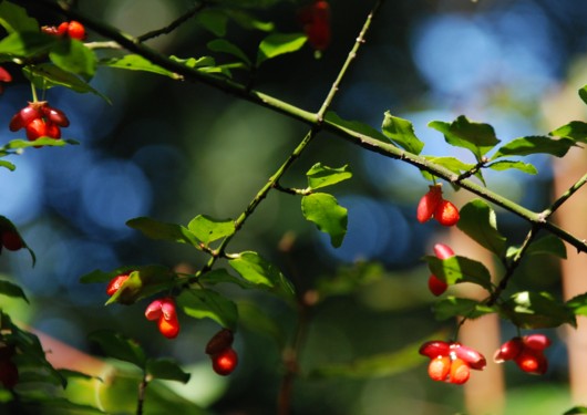 c0144185_10224567.jpg