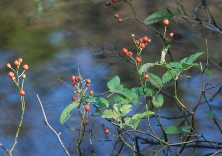 c0144185_10273242.jpg