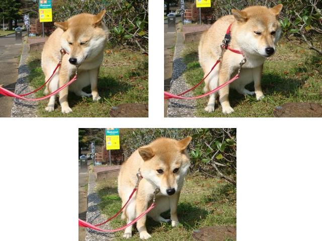 突然、目がキラリ!_a0126590_21221114.jpg