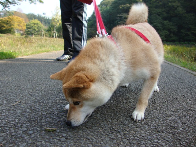 突然、目がキラリ!_a0126590_21292120.jpg