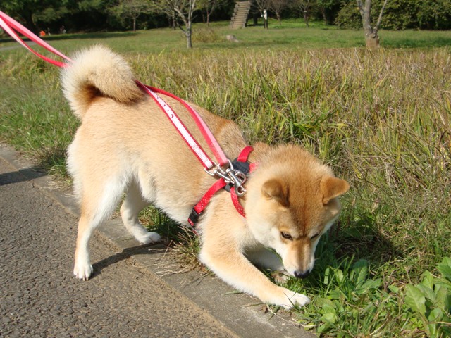 突然、目がキラリ!_a0126590_21295163.jpg