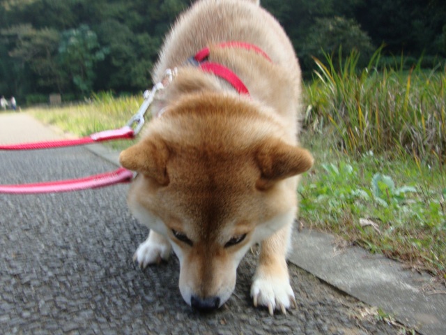 突然、目がキラリ!_a0126590_2129734.jpg