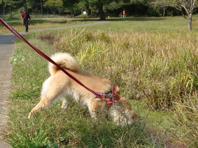 突然、目がキラリ!_a0126590_21305833.jpg