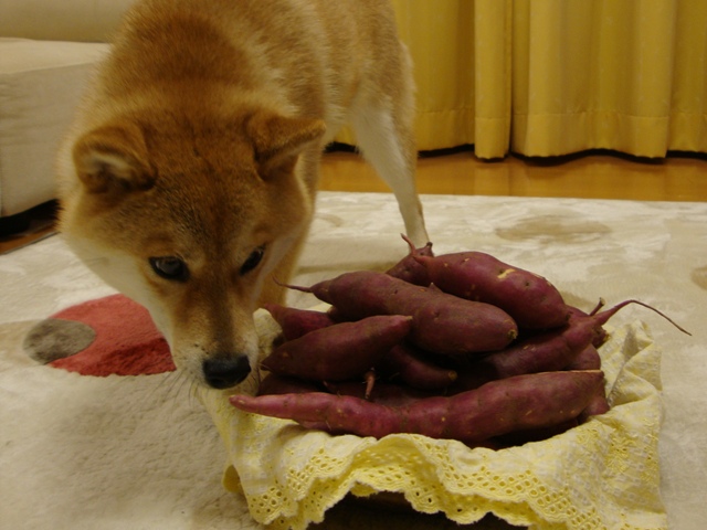 今日も、特別な日_a0126590_5385240.jpg