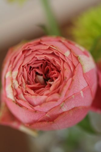 ラナンキュラスのようなバラ ラベイユの花しごと