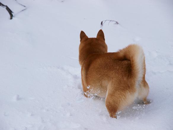 雪景色と柴犬_f0109601_1454145.jpg