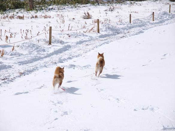 雪景色と柴犬_f0109601_1454764.jpg