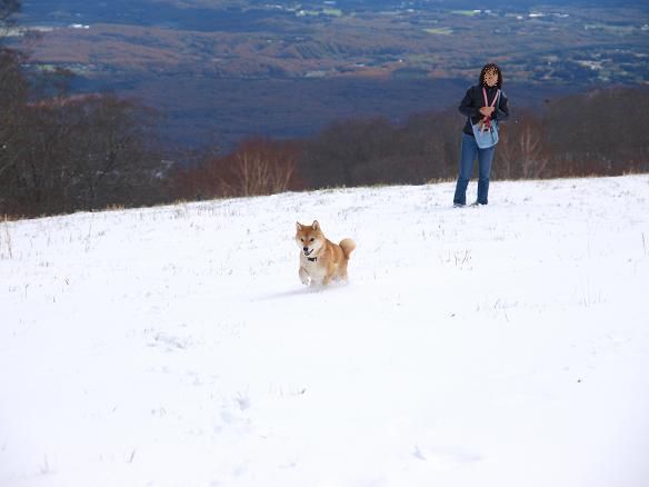 雪景色と柴犬_f0109601_148328.jpg