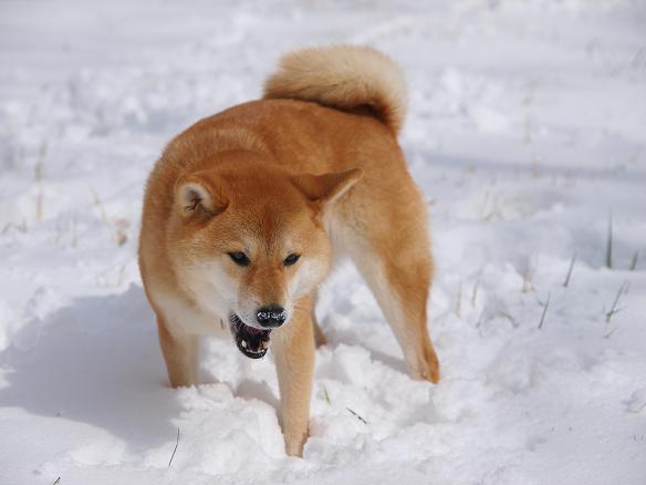 雪景色と柴犬_f0109601_1484944.jpg