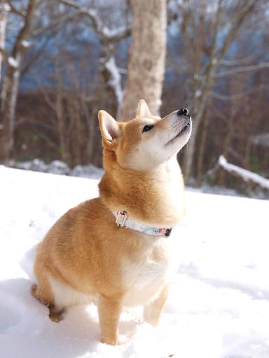 雪景色と柴犬_f0109601_1491098.jpg