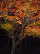 熊本の紅葉情報_c0052304_6151782.jpg