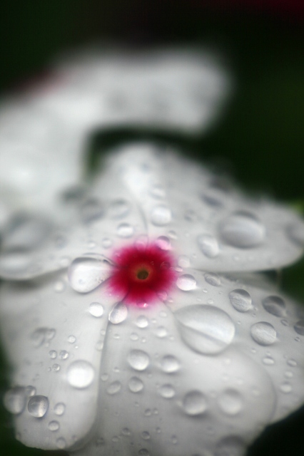 c0071611_8222100.jpg