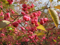 b0147224_16162380.jpg
