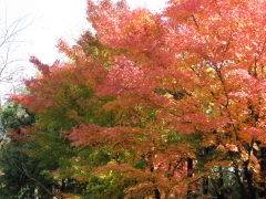 b0147224_17105116.jpg